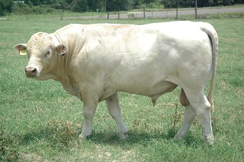 Charbray Cattle - Bulls, Semen, Embryos, Herd Sires