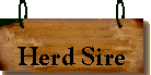 Herd Sire